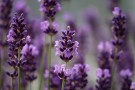 Lavendel High Alpine eterisk olje 10 ml thumbnail