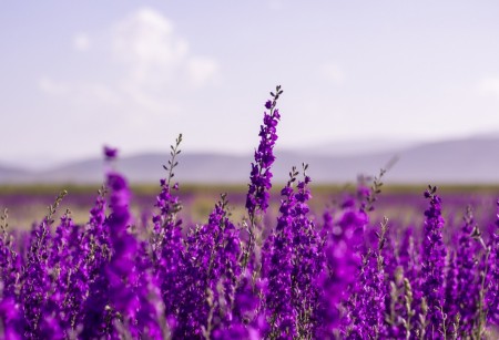 Lavendel eterisk olje 10 ml - Økologisk